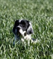 Setter Anglais VIRUS DES SEPT PROVINCES Setter Anglais VIRUS DES SEPT PROVINCES